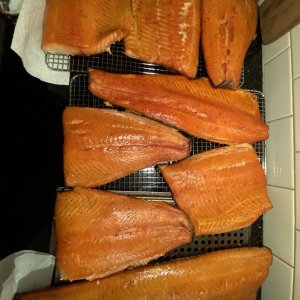 Salmon 1.jpg